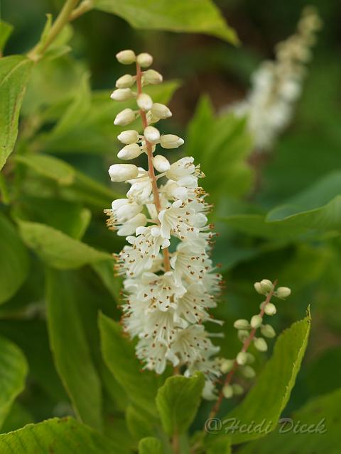 Clethra alnifolia3.JPG